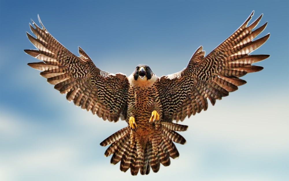 birds-falcon-bird-HD-Wallpapers