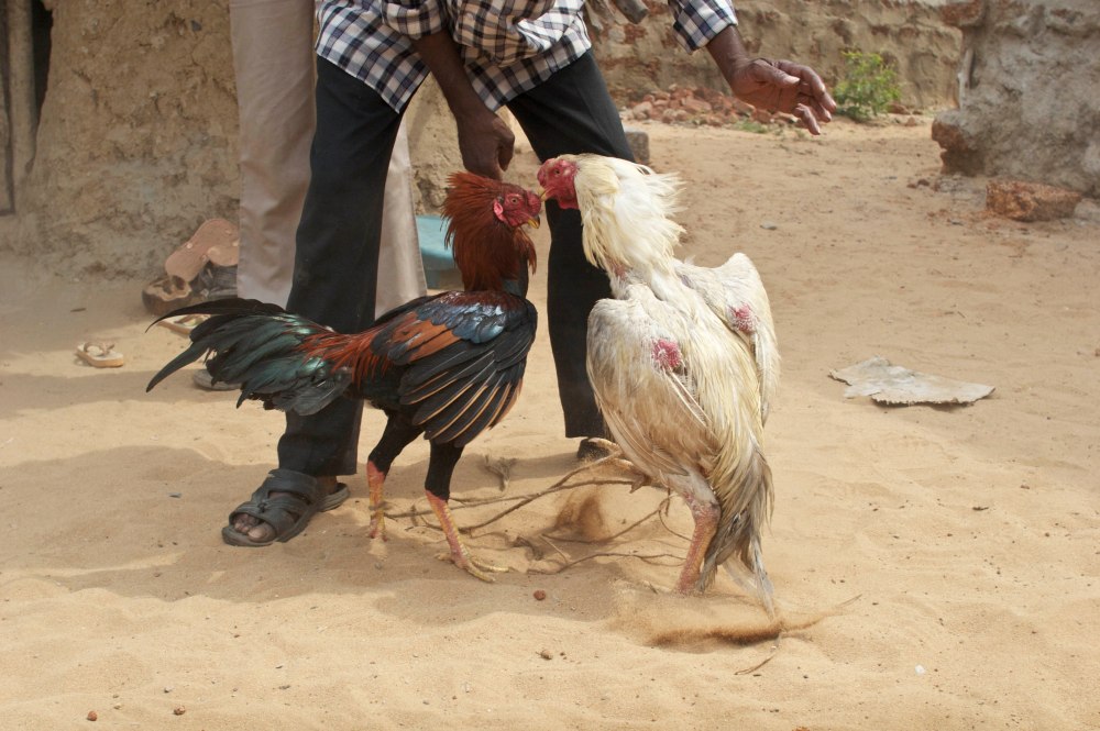 Indian_Cock_Fight