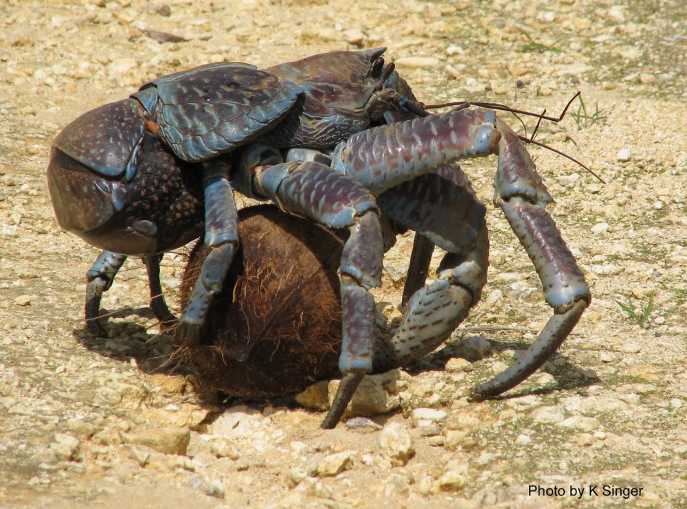 robber+crab+also+known+as+coconut+crab