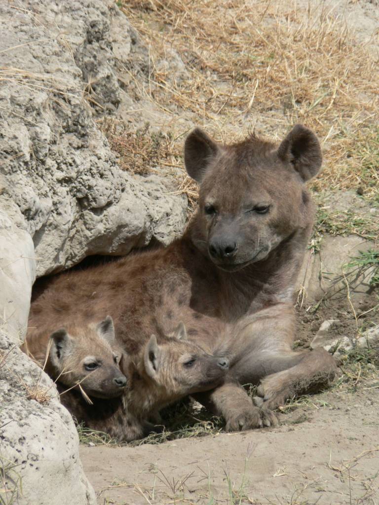Spotted_Hyena_and_young_in_Ngorogoro_crater