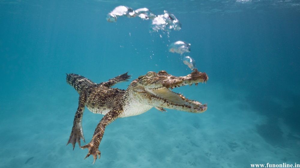 Underwater-Baby-Crocodile-Swimming-Wallpaper