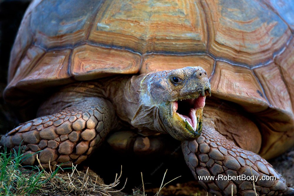 2010-08-12-zoo-tortoises-21814