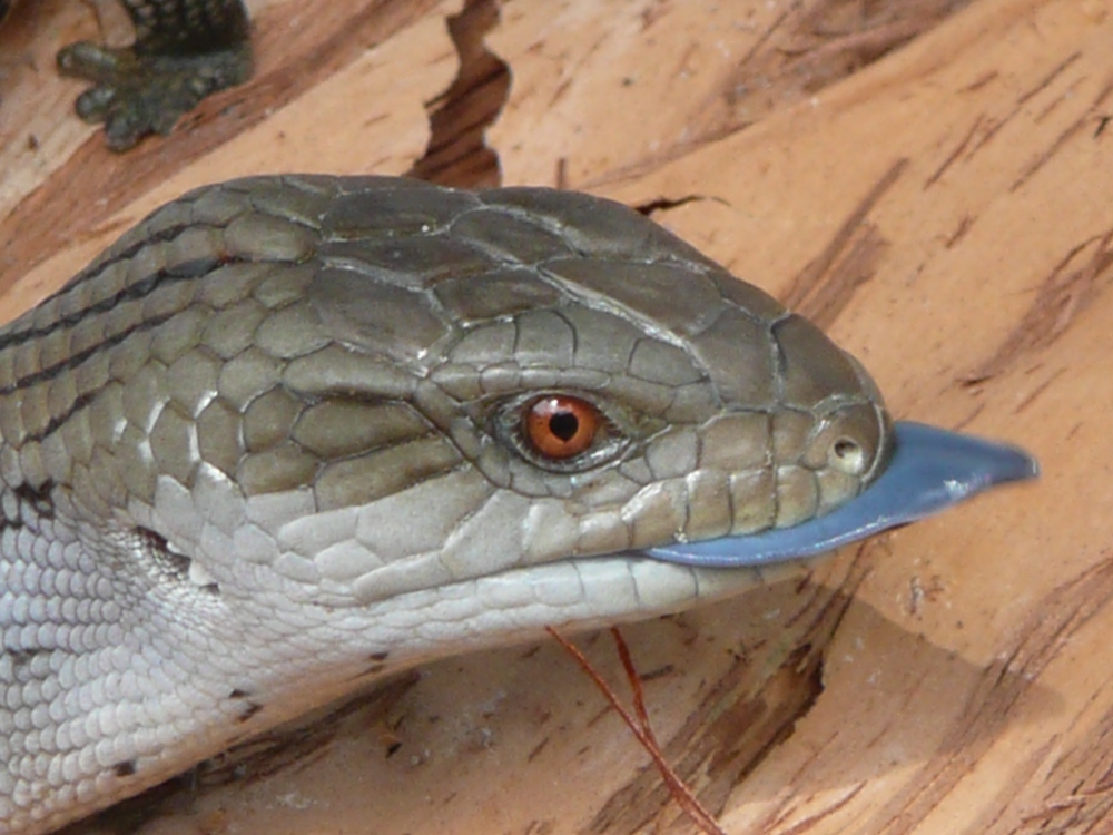 australian-native-reptiles-blue-tongue-lizard1