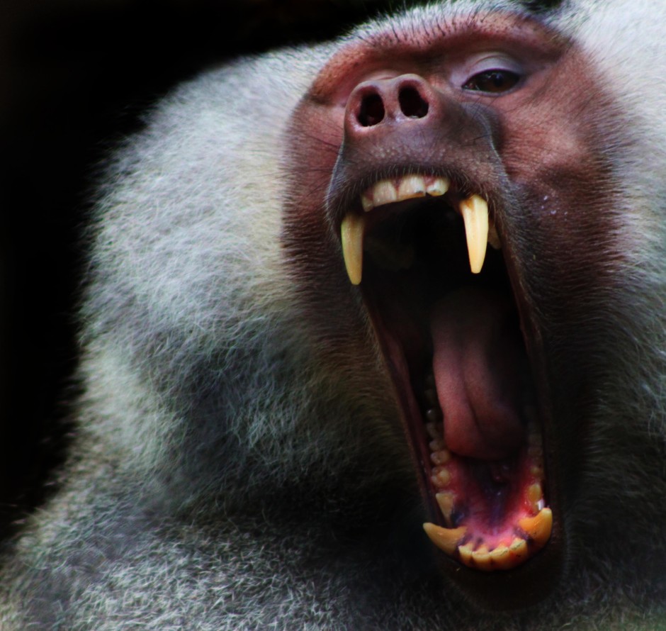 Baboon-Mouth-copy-940x890