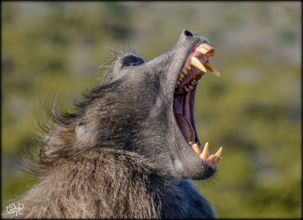 Chacma Baboon, Cape Point, South Africa