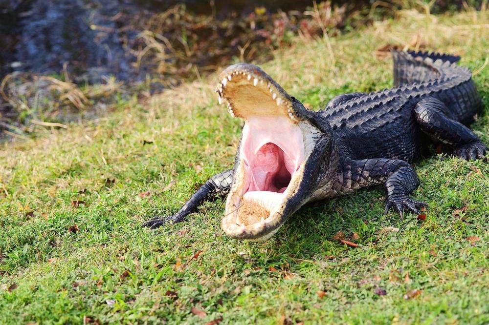 Crocodile-Open-Mouth