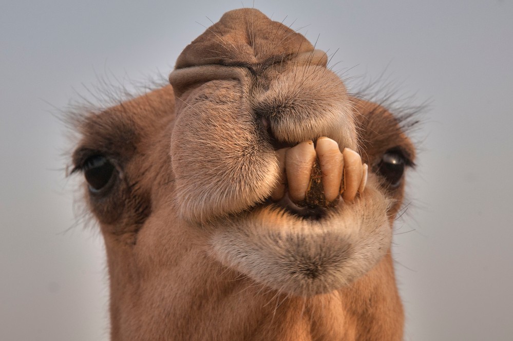 doha_qatar_february-camel_showing_its_teeth_camel