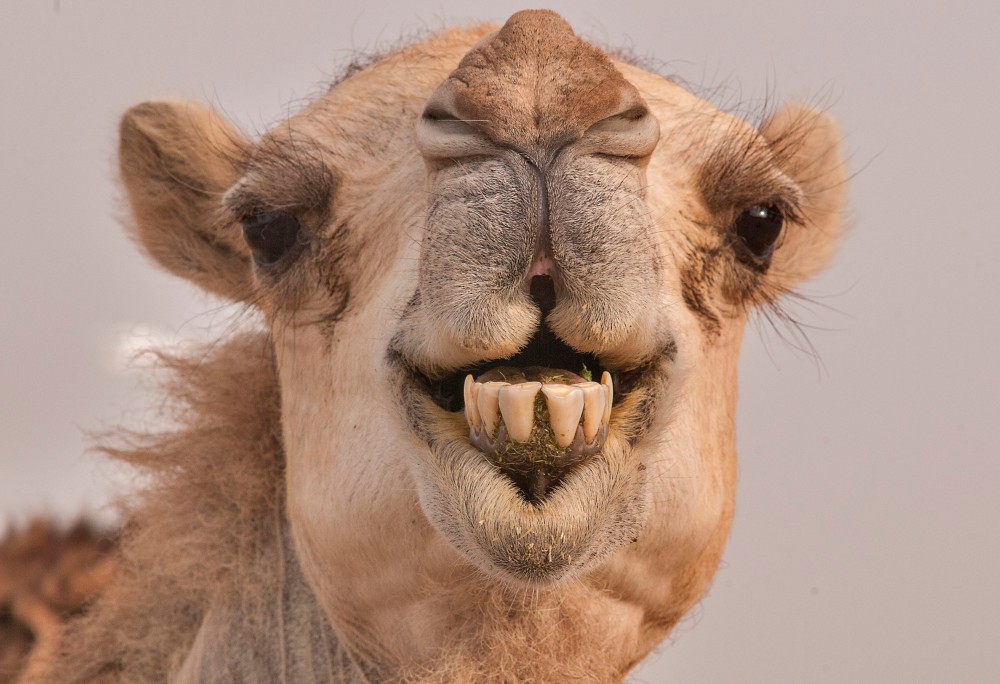 doha_qatar_may-camel_showing_its_teeth_livestock