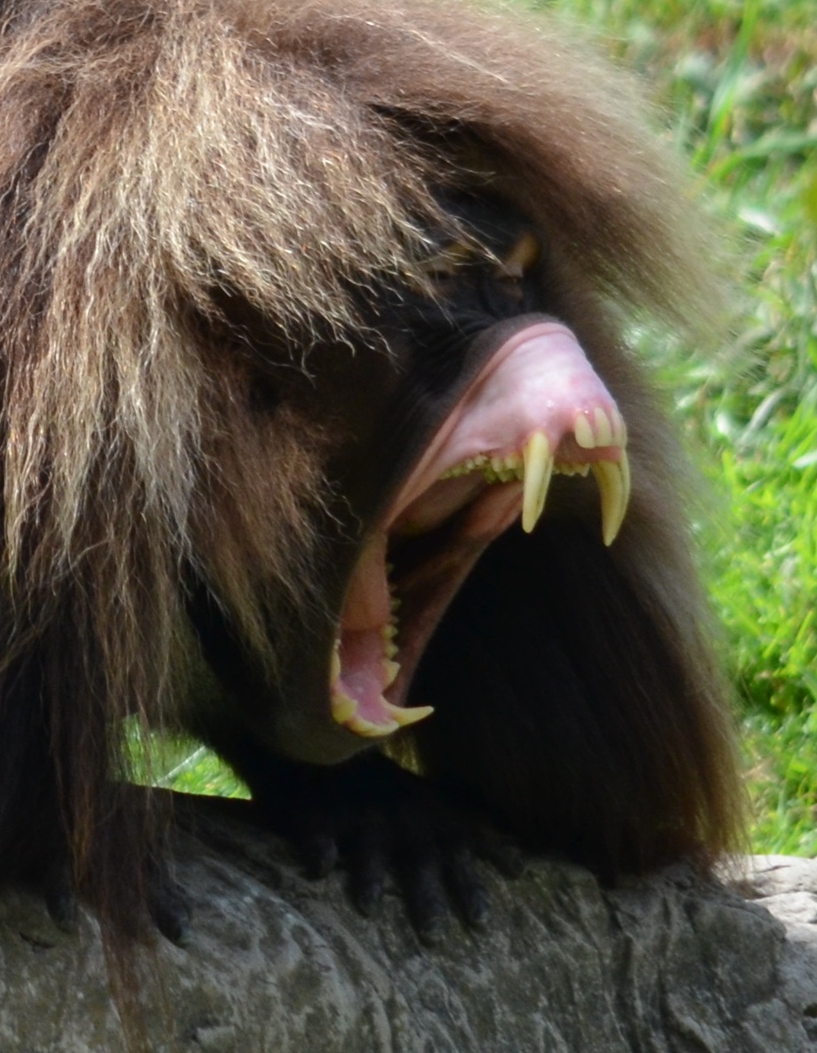 Gelada-Baboon-teeth