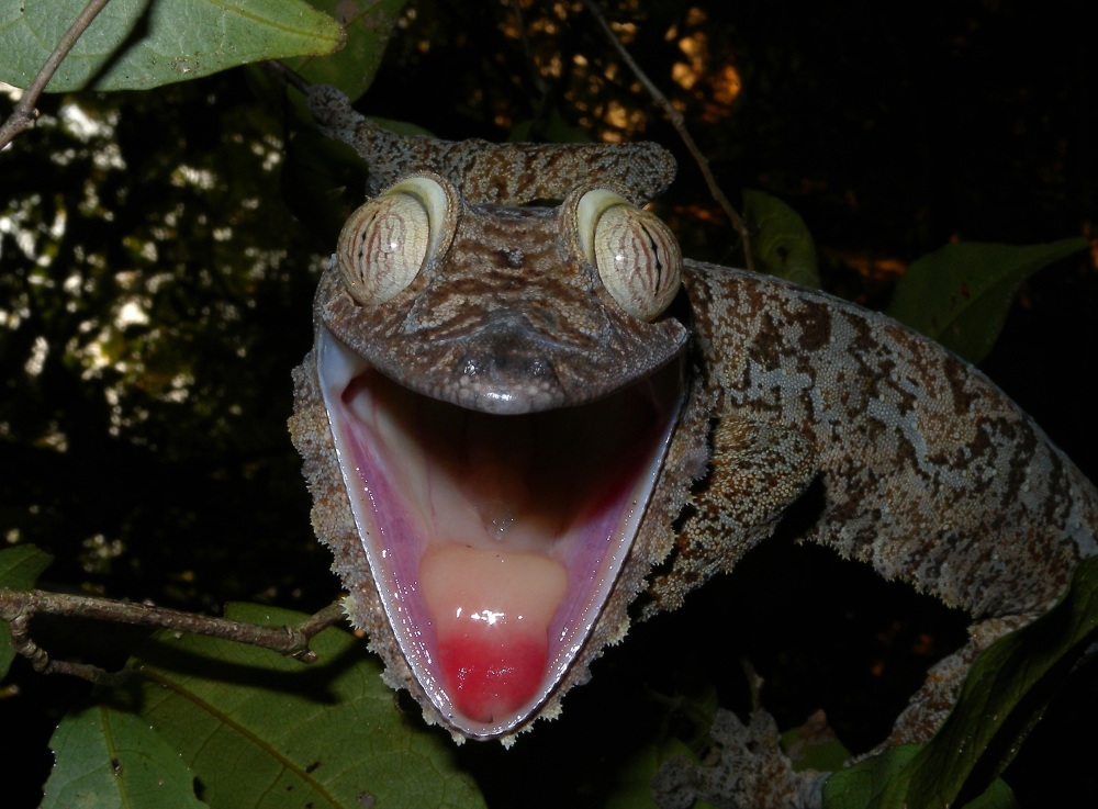 Giant-Leaf-tailed-Gecko