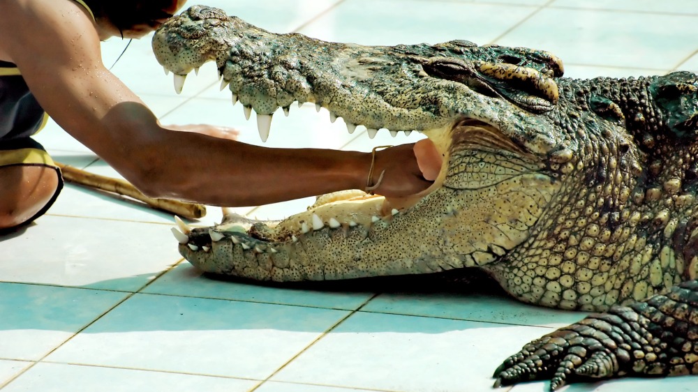 Koh-Samui-Thailand-Alligator-Show-Wallpaper-HD