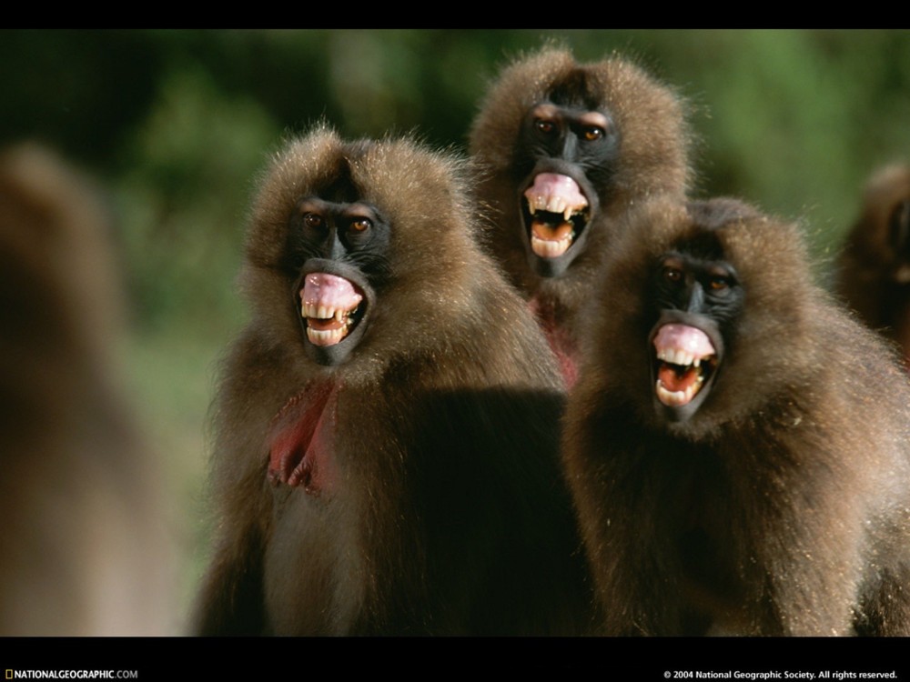 national-geographic-baboon-monkeys-teeth-948927-1600x1200