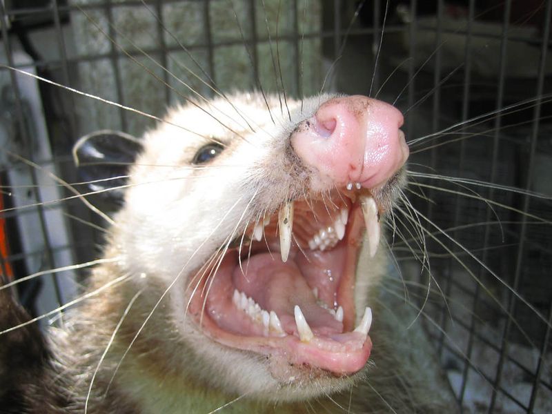 Possum+Teeth