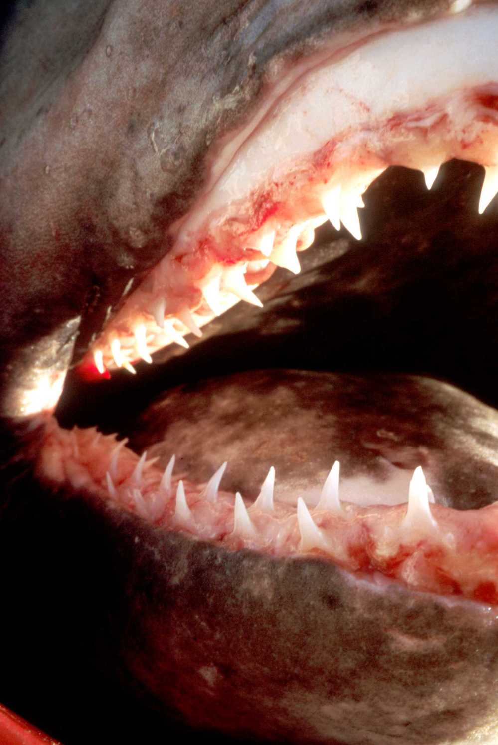 shark-mouth