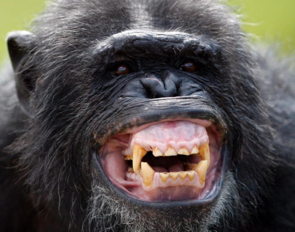 smiling-chimpanzee