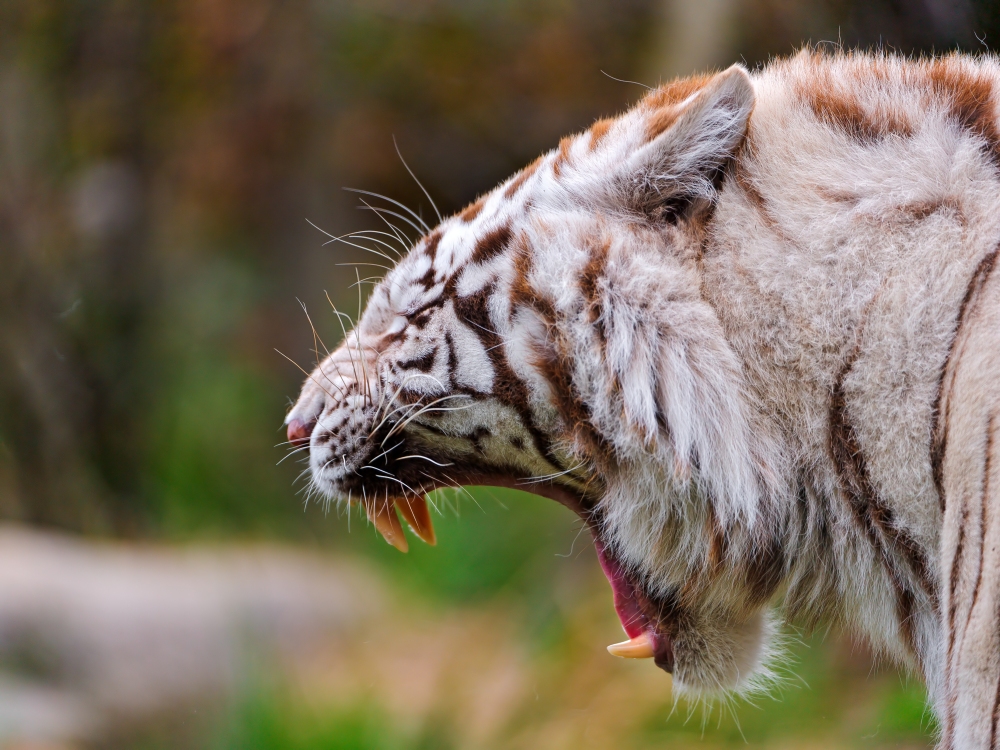 tiger-white-tiger-mouth-teeth-predator